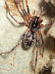 Battalus adamparsonsi