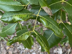 Phyllocnistis meliacella