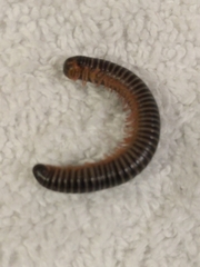 Australocricus sennae