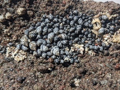 Echinolittorina aspera