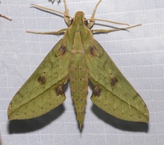 Xylophanes macasensis