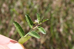 Lobelia concolor
