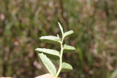 Lobelia concolor
