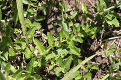 Lobelia concolor