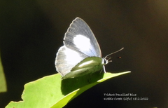 Eirmocides margarita