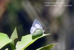 Eirmocides margarita