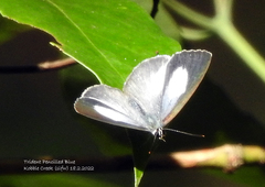 Eirmocides margarita