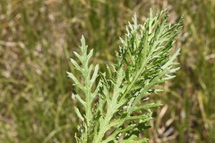 Senecio bipinnatisectus
