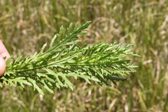 Senecio bipinnatisectus