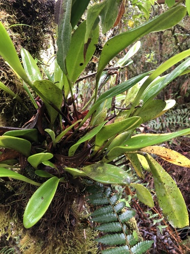 Stelis superbiens, photograph 5