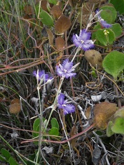 Thysanotus baueri