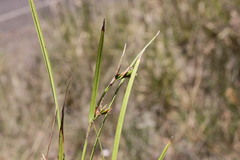 Scleria mackaviensis