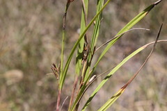 Scleria mackaviensis