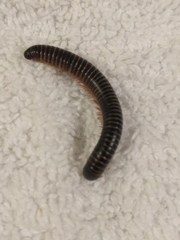 Australocricus sennae