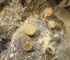 Pseudombrophila cervaria