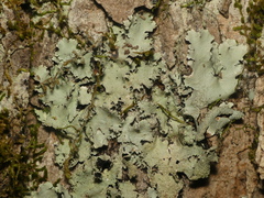 Parmotrema subisidiosum