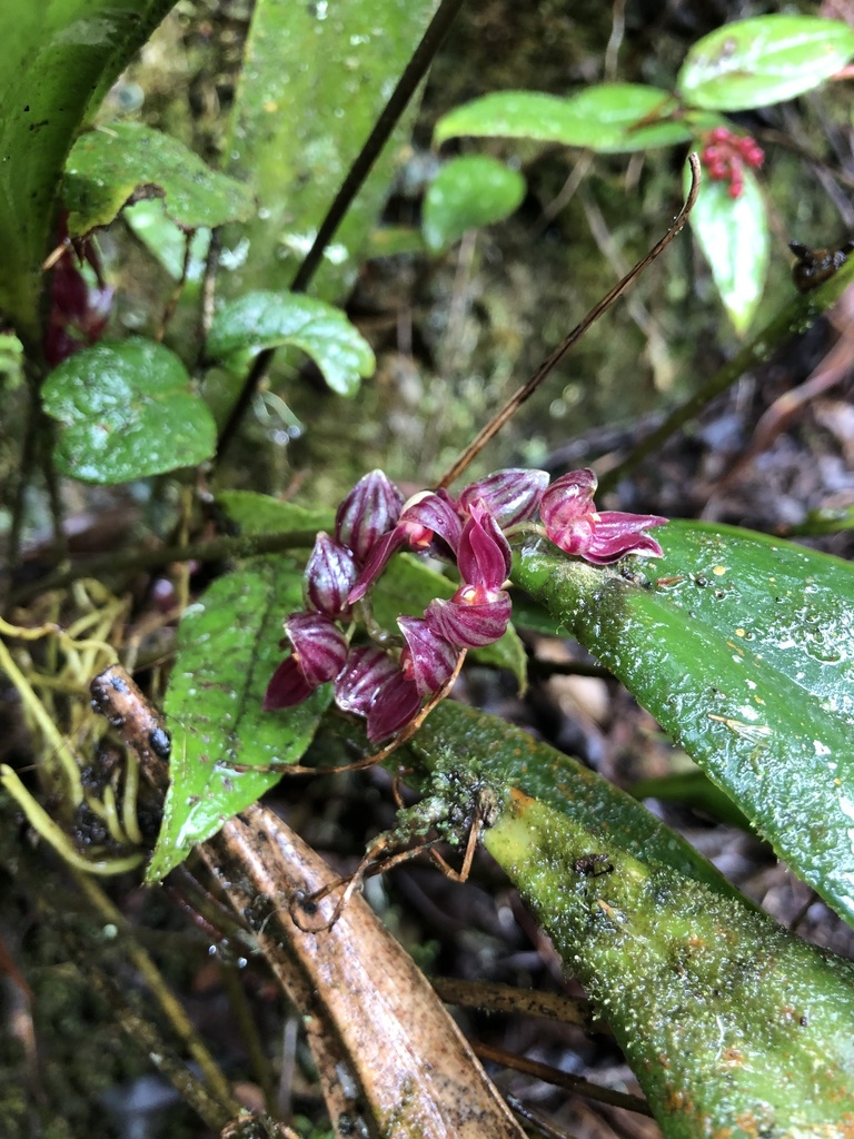 Pleurothallis lindenii