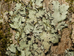 Parmotrema subisidiosum