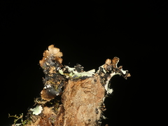 Parmotrema subisidiosum