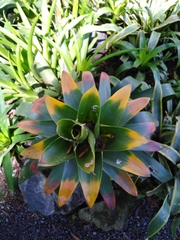 Guzmania squarrosa