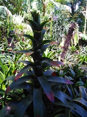 Guzmania squarrosa