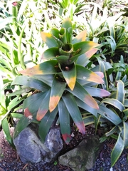 Guzmania squarrosa