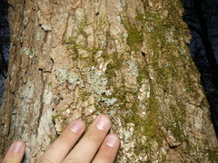 Parmotrema subisidiosum