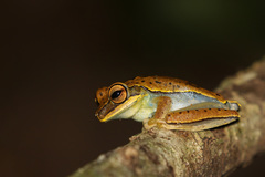 Boana freicanecae