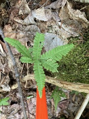Phegopteris connectilis