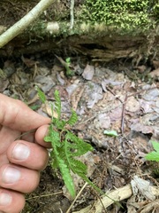 Phegopteris connectilis