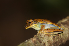 Boana freicanecae
