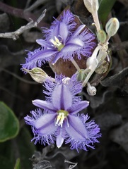 Thysanotus baueri