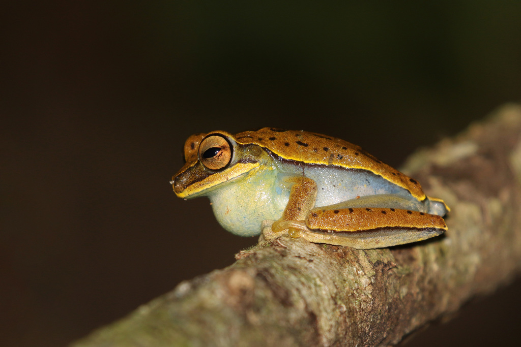Frei Caneca Tree Frog