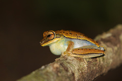 Boana freicanecae