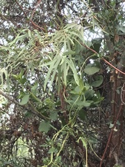 Tristerix corymbosus
