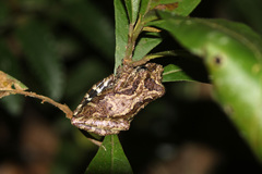 Scinax muriciensis