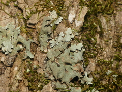 Parmotrema subisidiosum