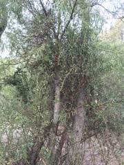 Tristerix corymbosus