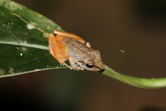 Pristimantis ramagii