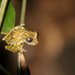 Mata da Bananeira Snouted Tree Frog - Photo (c) Daniel Branch, some rights reserved (CC BY-NC), uploaded by Daniel Branch
