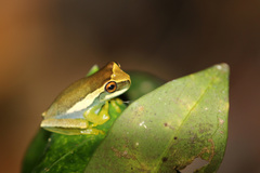 Boana freicanecae