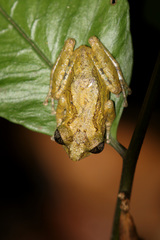 Scinax muriciensis