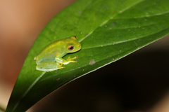 Aplastodiscus sibilatus