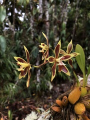 Oncidium mirandum, photograph (c) Skjold Søndergaard, some rights reserved (CC BY)