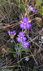 Thysanotus baueri