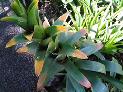 Guzmania squarrosa