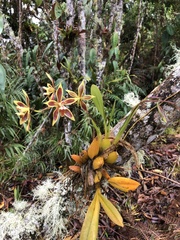 Oncidium mirandum, photograph (c) Skjold Søndergaard, some rights reserved (CC BY)