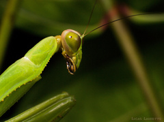 Stagmatoptera binotata