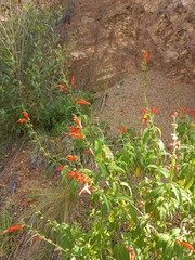 Salvia haenkei