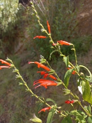 Salvia haenkei